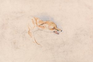 Study of a Crouching Fox, Facing Right